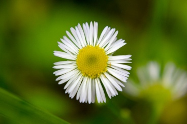 White aster flower