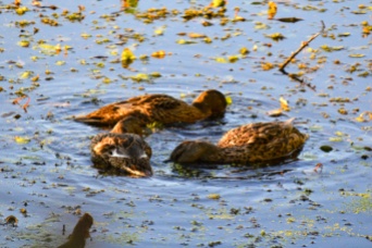 Three ducks swimming in a circle