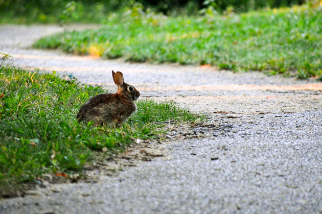 Rabbit beside a path