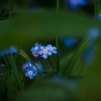 Forget me not.
