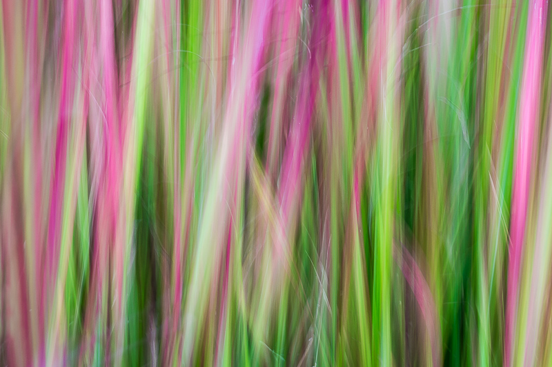 abstract Japanese blood grass