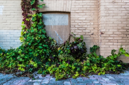 window overgrown with ivy, Hespeler Ontario