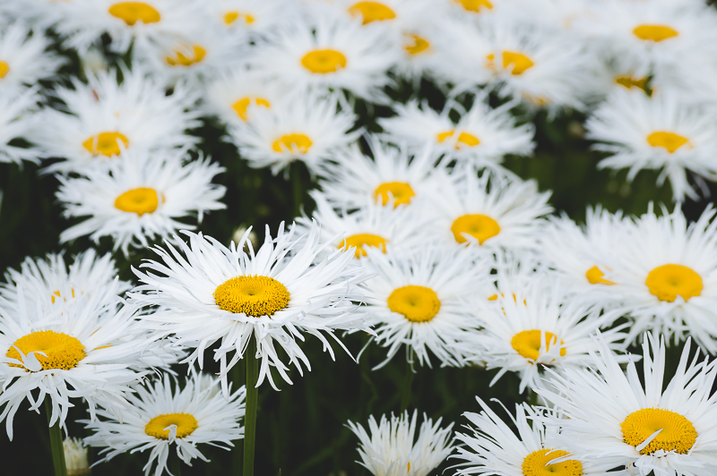 Mass of white daisies
